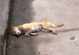 大狗最新爆料新闻网,揭秘新闻网背后惊人内幕