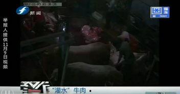 屠宰最新爆料视频播放,屠宰场内幕视频曝光，震撼揭示行业黑幕